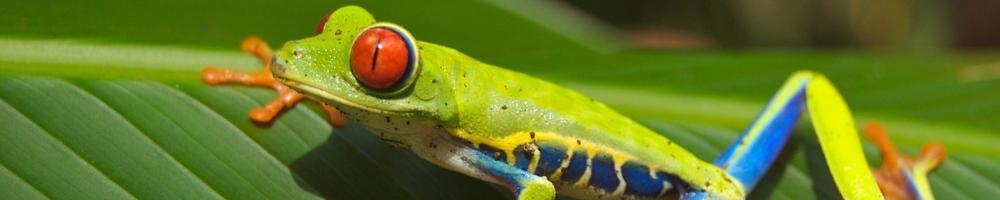 Costa-Rica-colorful-frog